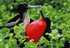 Ecuador-Galapagos-Nemo Naturalist Sailing Cruise